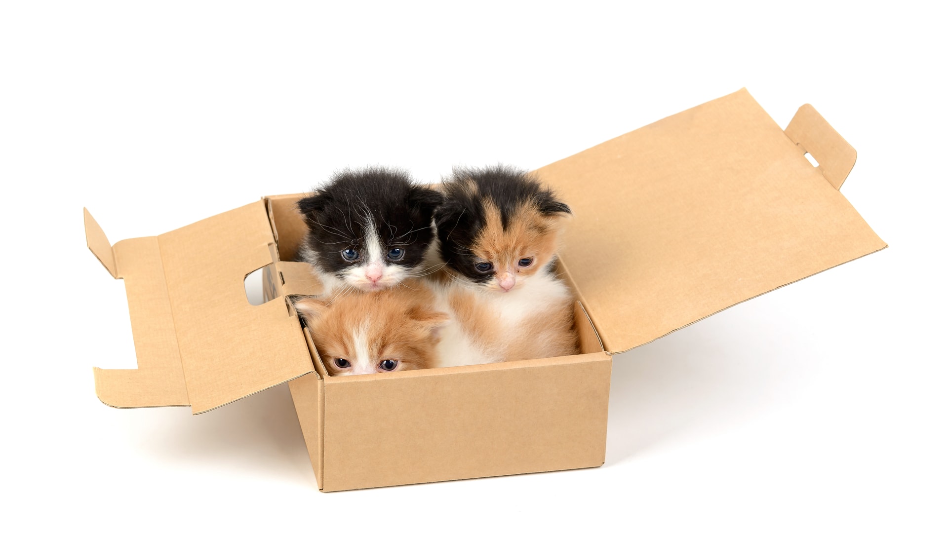 Коробка с котятами